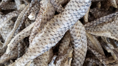 如何用酶酶解羅非魚(yú)皮制取膠原蛋白肽