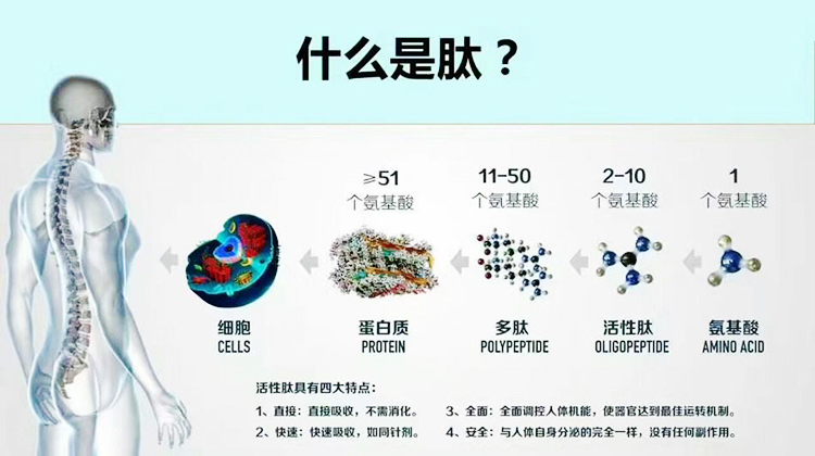 生物活性肽復合酶助力多肽生產