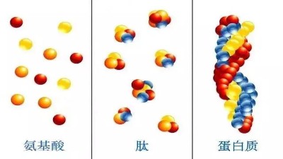 寡肽多肽酶解可控，酶的選擇是關(guān)鍵