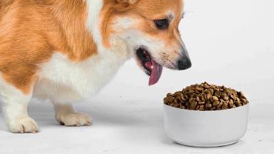 寵物飼料誘食劑是用什么做的？酶制劑很重要