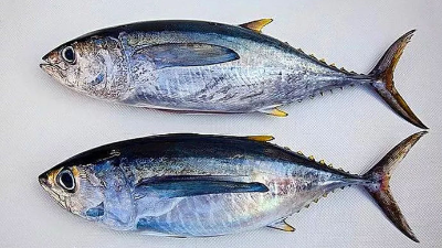 如何酶解金槍魚(yú)下腳料制備蛋白粉？