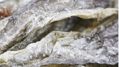 生產(chǎn)900道爾頓膠原蛋白肽，復合蛋白酶的優(yōu)勢有哪些？