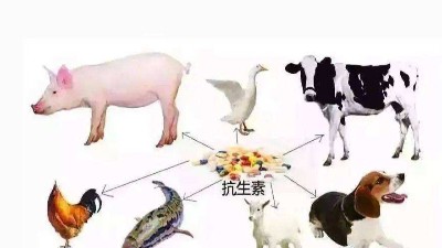 減抗、替抗、禁抗時(shí)代的飼料添加劑