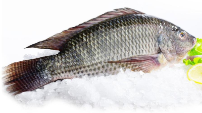 羅非魚(yú)鱗酶解膠原蛋白肽，為什么口感苦？