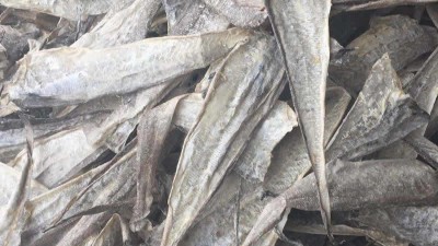 魚皮膠原蛋白寡肽如何酶解制取及應(yīng)用領(lǐng)域都有哪些？